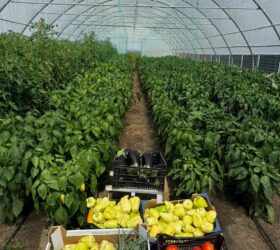 Legume proaspete cultivate în solariile Casa Share din Popricani, Iași